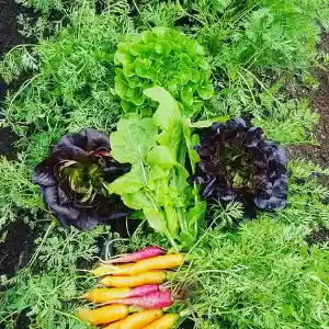 Lockwood Micro Farm produce