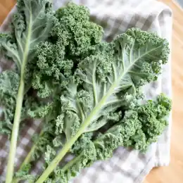 Kale, Red Russian bunch